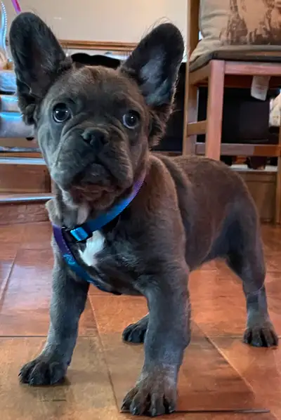 French Bulldog Puppy Blue Fluffy, View more
