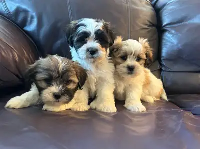 Puppies looking for their furever home!, View more