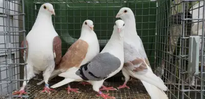 Saddle homing pigeons , View more