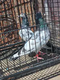 Pakistani Pigeons Highflyer pair for sale 
