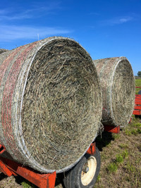 2nd cut hay