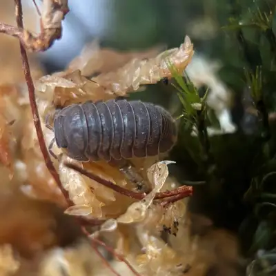 Cubaris Murina “Little Sea” Isopods, View more