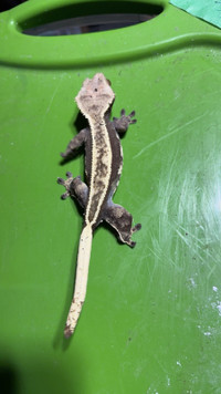 PB Female Crested Gecko for sale 