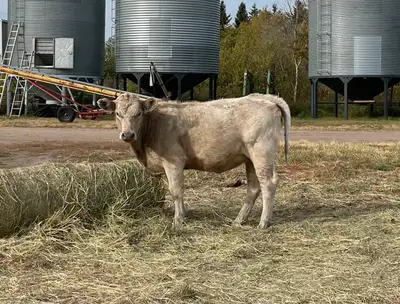 One yearling Angus x Charolais heifer for sale. She was born June 2024. Great for acreage family loo...