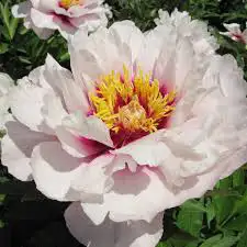 itoh peony tree for sale ( small tree in pots)62864746156930121