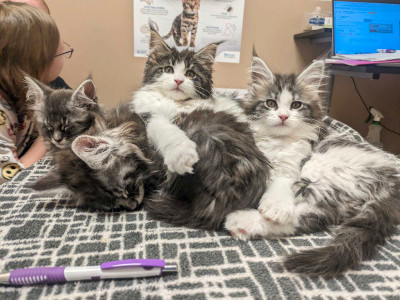 All SOLD Pure Bread Maine Coon Kittens