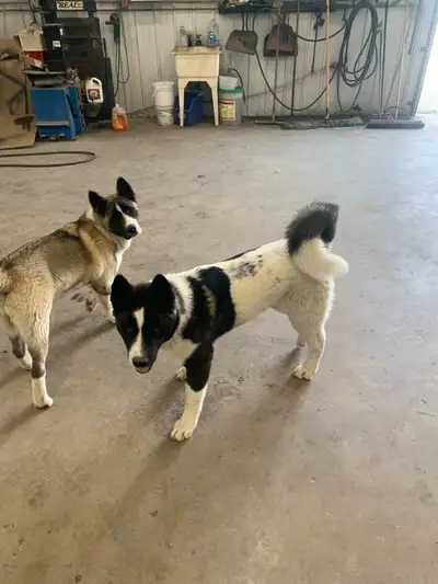akita pups  , View more