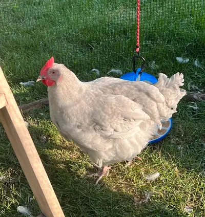 Rehoming Rooster, View more
