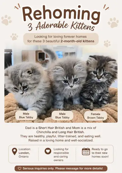 Rehoming 3 Adorable Kittens – Looking for Loving Forever Homes, View more