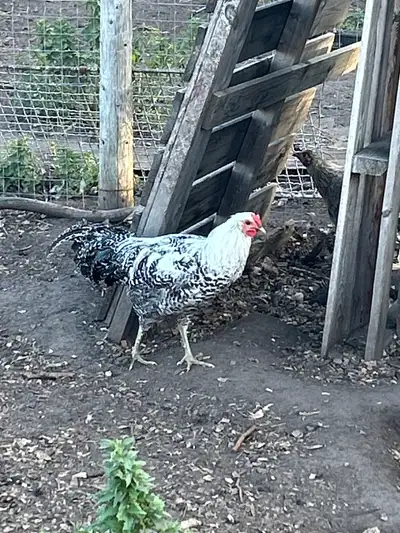 Silver deathlayer roosters for sale., View more