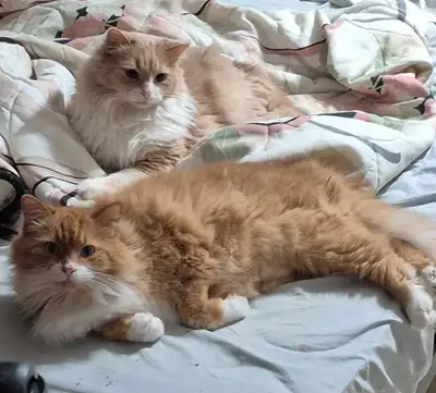 Suite à un déménagement il y a 2 ans, ils sont devenu peureux de la maison et ne s'habitue plus à no...