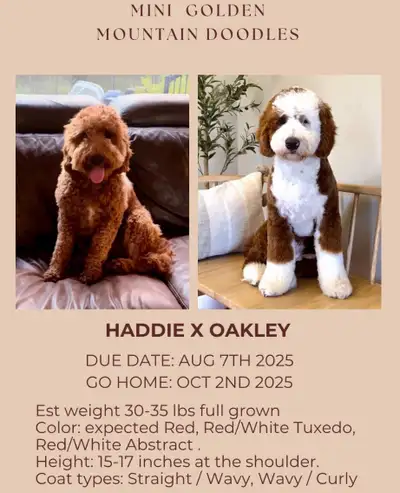 Mini Goldendoodles, Mini Bernedoodles, Golden Mountain Doodles, View more