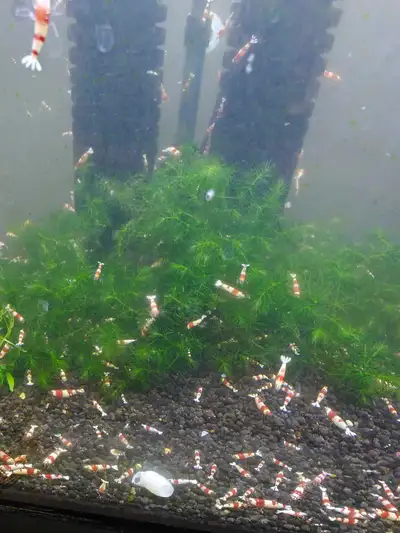 aquarium plants --- sinking hornwort, View more
