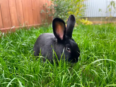 Rabbits Free to a Good Home, View more