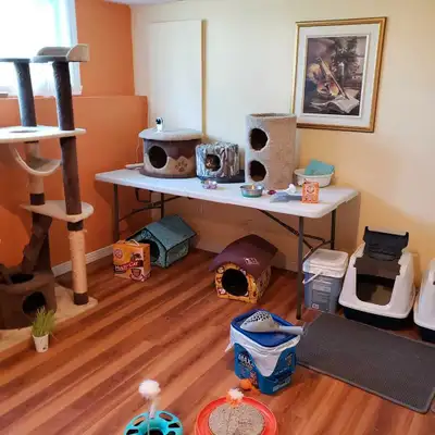 À Jean sur Richelieu. Rue Fortier dans une maison bungalow. Je garde des chats en liberté dans deux...