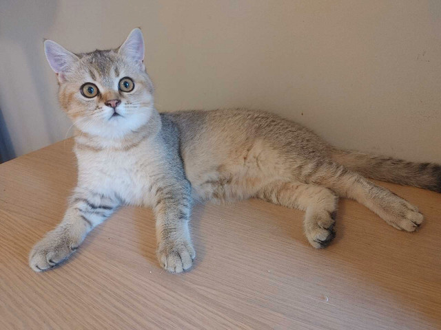 Top quality Scottish British male kitten shorthair in Cats & Kittens for Rehoming in City of Toronto - Image 4