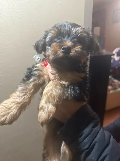 Yorkie puppies, View more