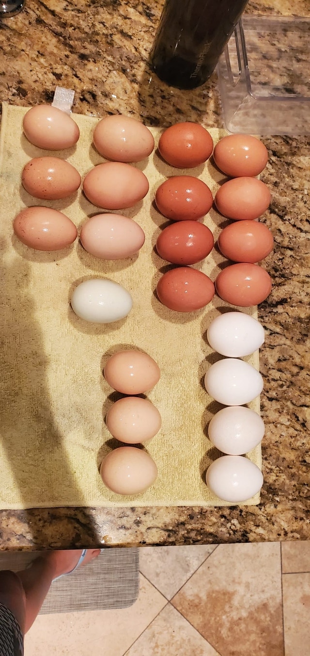 Daily laying flock of chickens forsale Livestock Markham / York