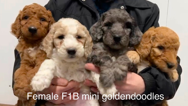❤️ Mini F1B and F1 Medium/Standard Goldendoodle Puppies in Dogs & Puppies for Rehoming in Kitchener / Waterloo