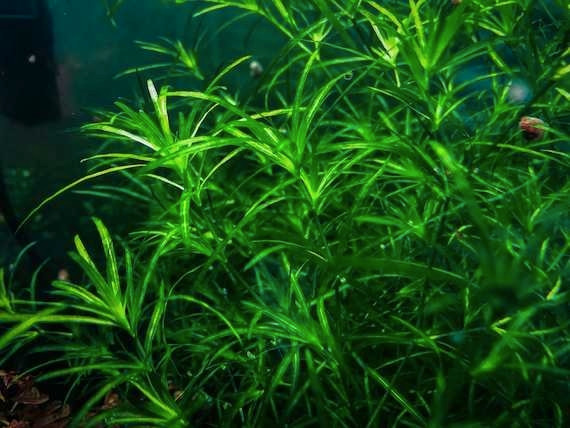 Guppy grass in Fish for Rehoming in Cambridge