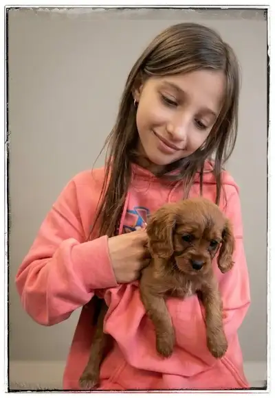 KING CHARLES CAVALIER, View more