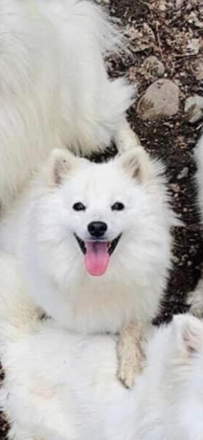 Adorable CKC Registered American Eskimo Puppies in Dogs & Puppies for Rehoming in Quesnel - Image 3