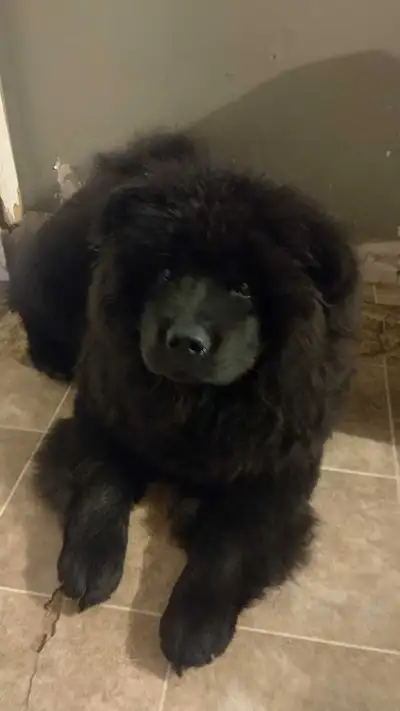 Beautiful Pure Bred Chow Chow Puppies, View more