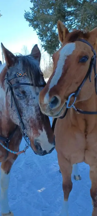 Horse boarding or Barn and paddock leasing available in Hanmer., View more
