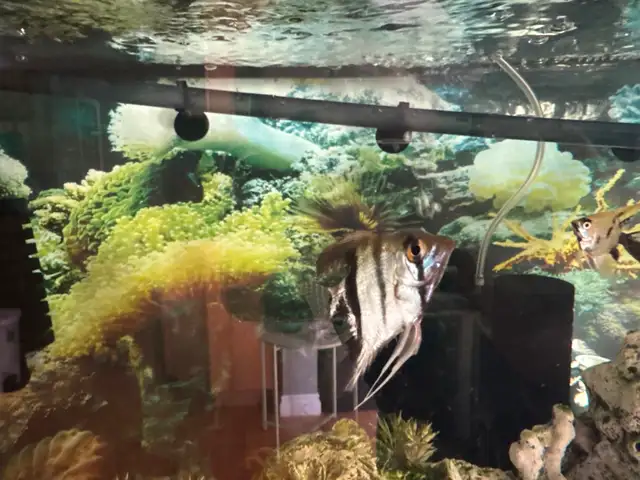 Angle Fish in Fish for Rehoming in London - Image 7