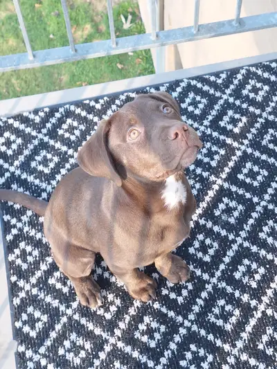 Chiot pas opérer bull mastiff croisé labrador