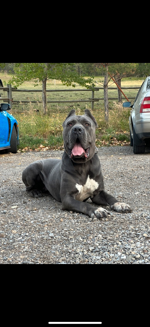 CANE CORSO in Dogs & Puppies for Rehoming in Calgary - Image 2