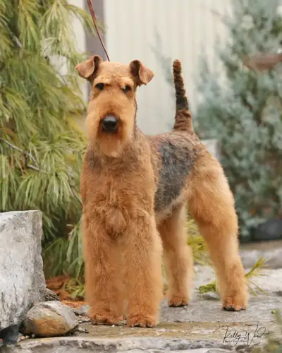 Airedale Terrier Puppies, View more