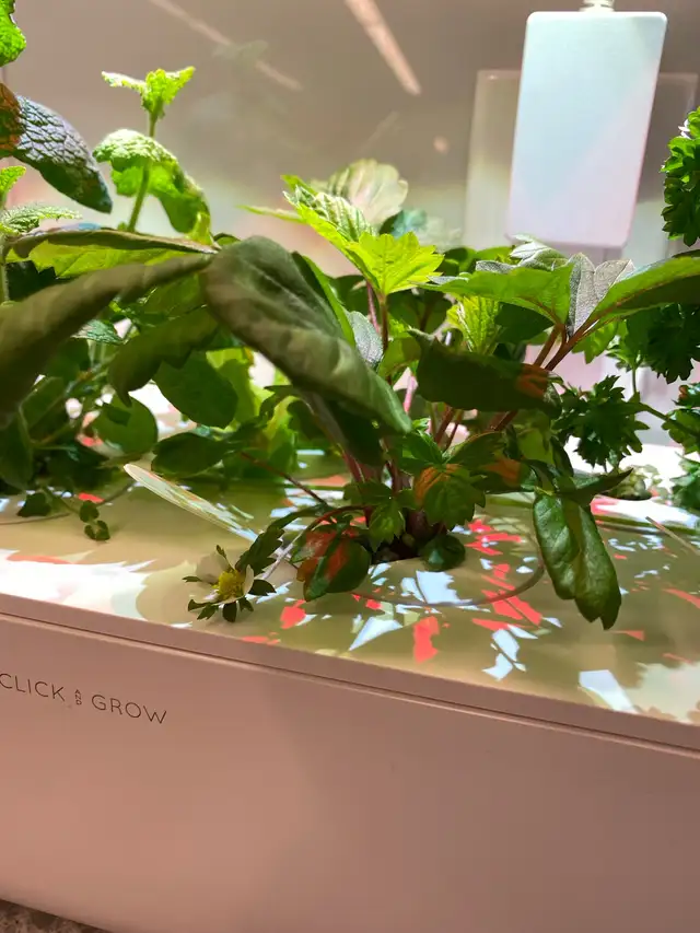 Click and Grow indoors smart garden62863284837761122