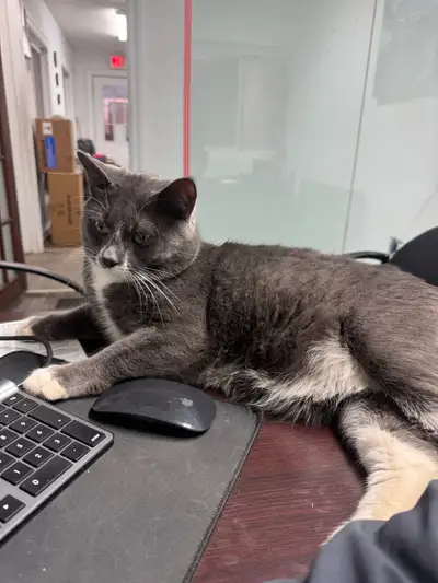 2 cats - around 2 years old, male + female FREE, View more