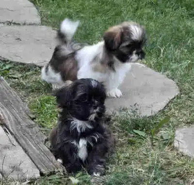Shih Tzu puppies, View more