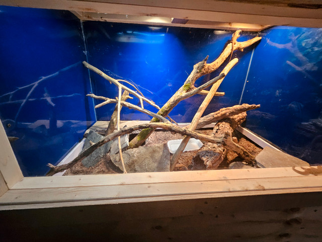 Custom Reptile Enclosures in Reptiles & Amphibians for Rehoming in St. Catharines - Image 3