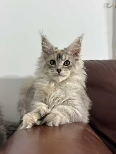 looking for a maine coon kitten, View more