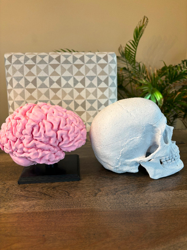 Human Brain (Full-size) & Human Skull (Anatomically Correct) in Arts & Collectibles in Ottawa - Image 3