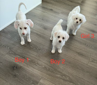 Poodle cross terrier small puppies