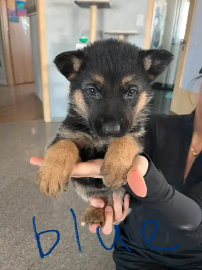 We have 10 beautiful German shepherd puppies, 5 females and 5 males. Generally considered dogkind's...