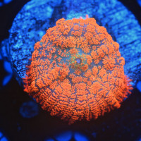 SALE Corals  Mushrooms