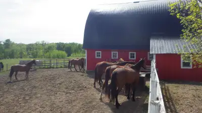  Horse Boarding Near Sylvan Lake | Where Horses Thrive & Rider, View more