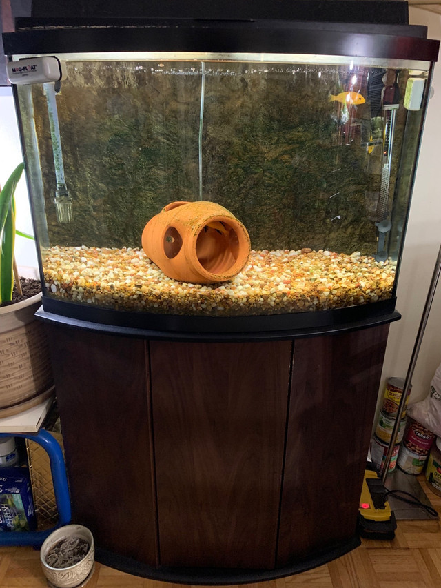 Fish tank with accessories for sale in Garage Sales in City of Toronto
