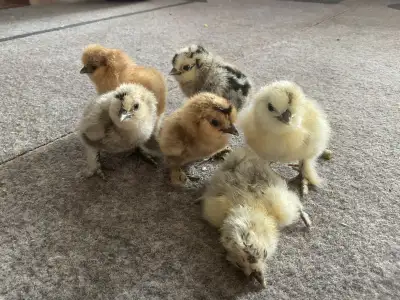 day old silkie chicks, View more
