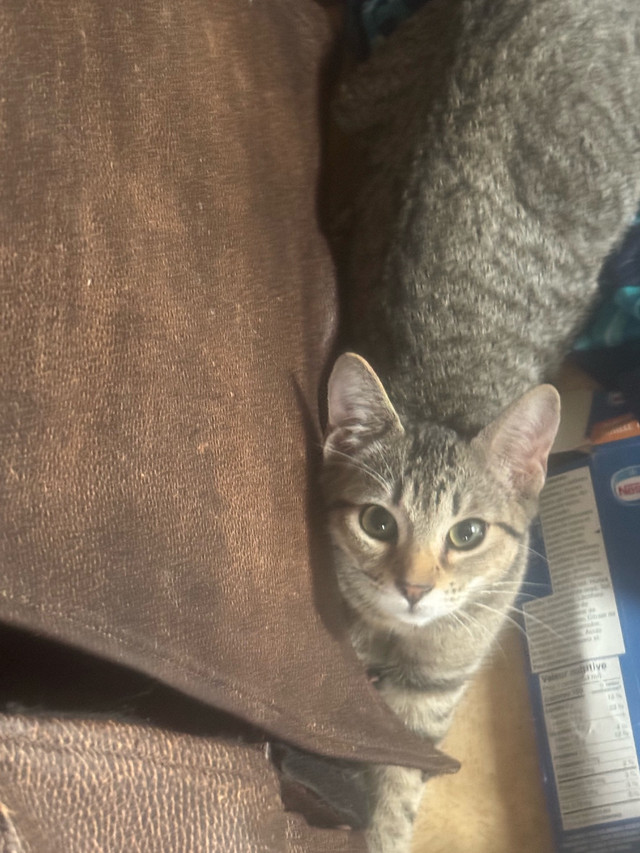 Bébé chat dans Chats et chatons à adopter  à Lanaudière