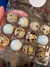 Coturnix Quail Hatching Eggs 