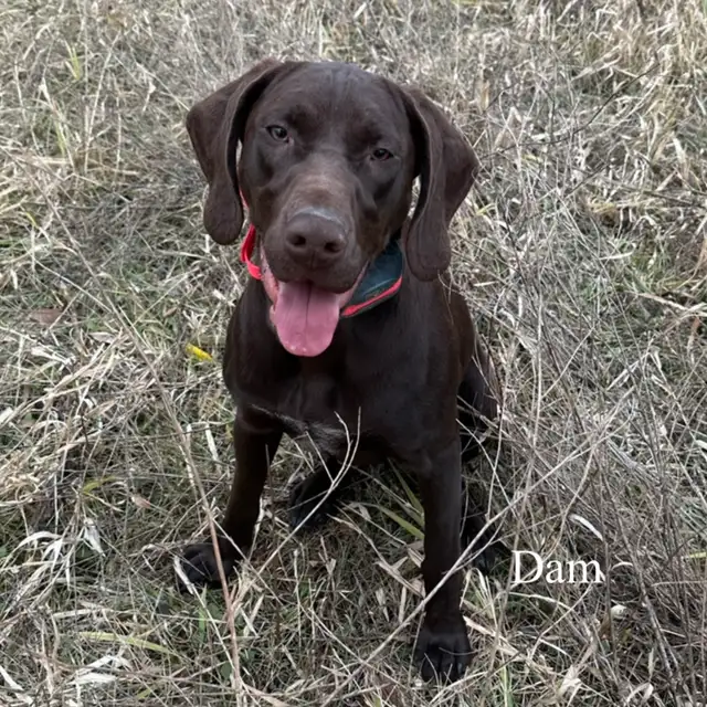 German Shorthaired Pointer Puppies in Dogs & Puppies for Rehoming in Leamington - Image 9