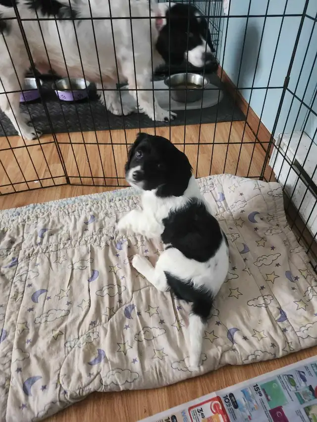 *Ready to go* English Springer Puppies in Dogs & Puppies for Rehoming in Truro - Image 3