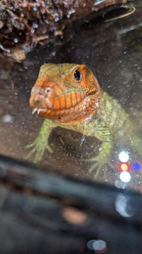 RARE * CAÏMAN LIZARD * West Island Greater Montréal Preview