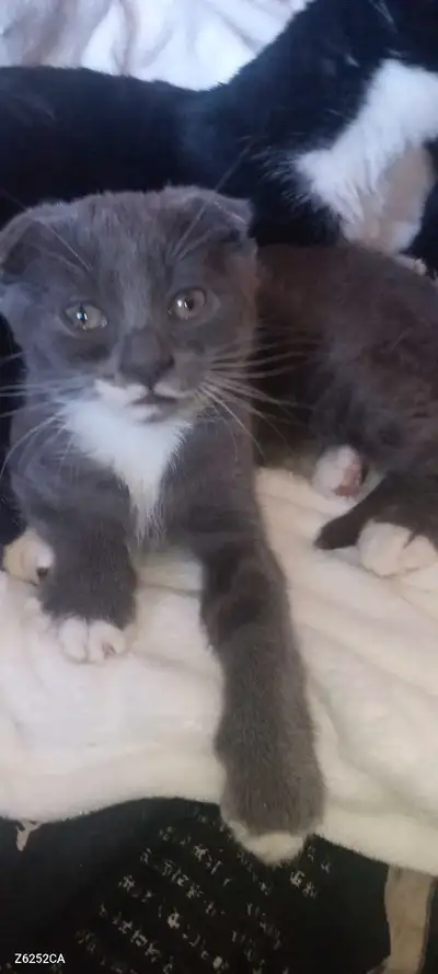 pure Scottish fold short hair kittens for sale, View more